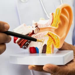 Close up of an ear model