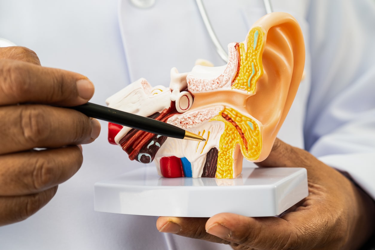 Close up of an ear model.