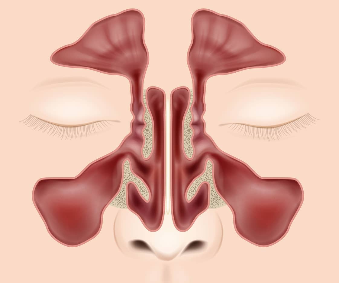 Nasal sinuses anatomy medical vector illustration.